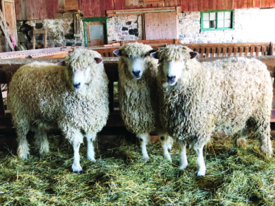 The Lincoln Sheep Image